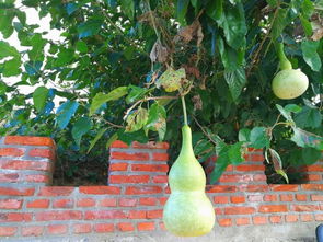 國慶放假去哪玩 寶豐生態(tài)園瓜果飄香等你來